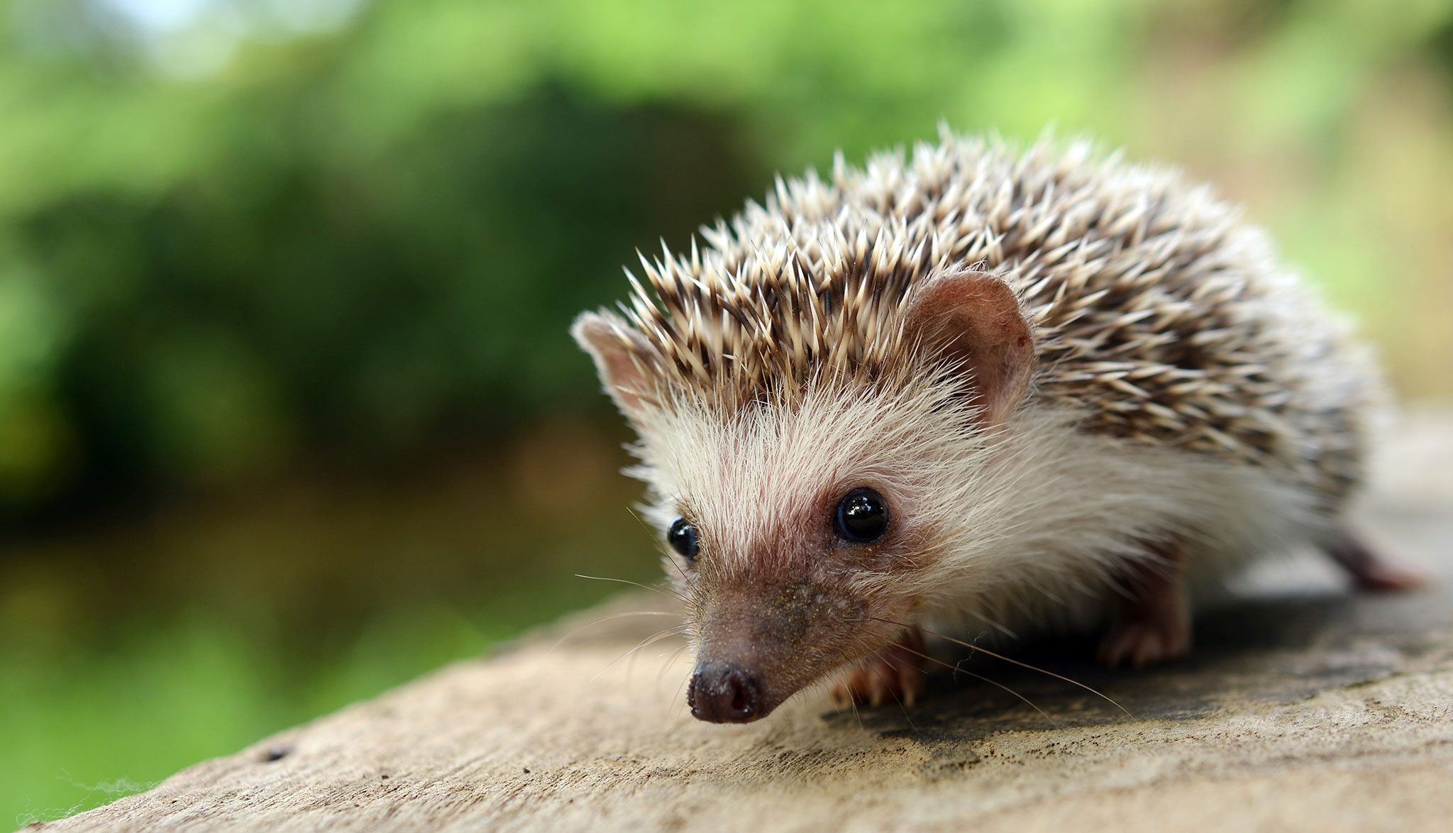 Ist Ein Igel Ein Säugetier www.vivara.at