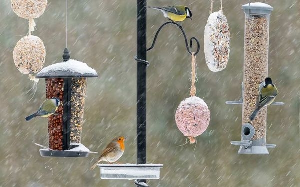 Ein Multifutterplatz wie das Pfahlsystem sorgt für Vogelvielfalt!