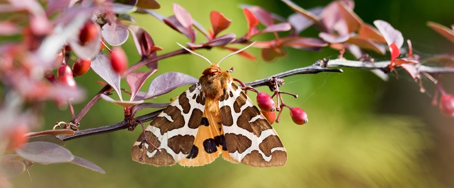 Schmetterling des Jahres 2021