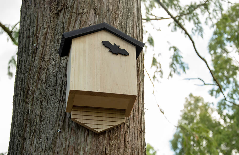 Ein hölzerner Fledermauskasten, der hoch oben auf einem Baum in einem Wald angebracht wurde. Auf der Vorderseite befindet sich ein schwarzes Emblem, auf dem eine Fledermaus abgebildet ist.