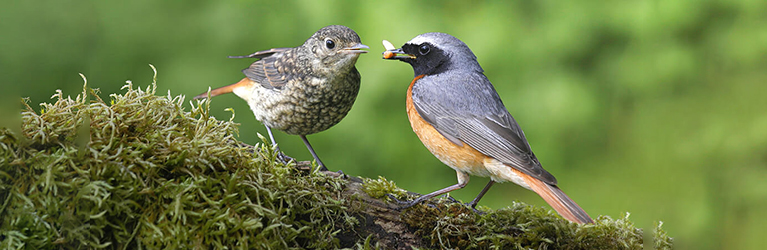 Wann sollte man im Sommer aufhören, Vögel zu füttern?