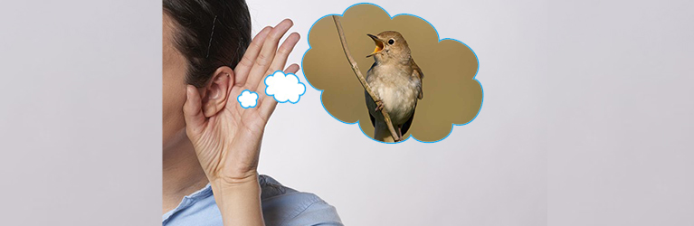 Wie man einen Vogel anhand seines Gesangs erkennt
