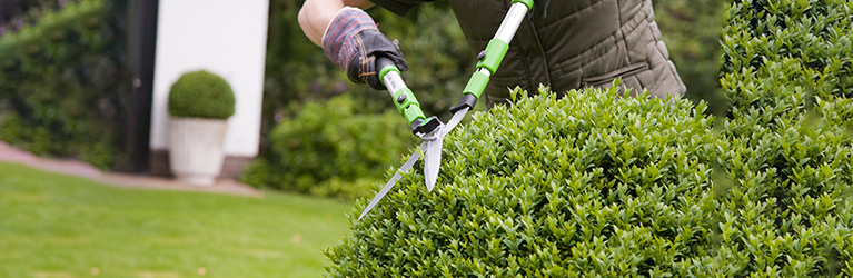 Wann sollte man eine Hecke schneiden?