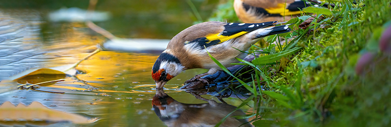 Einen Naturteich anlegen – so geht’s!