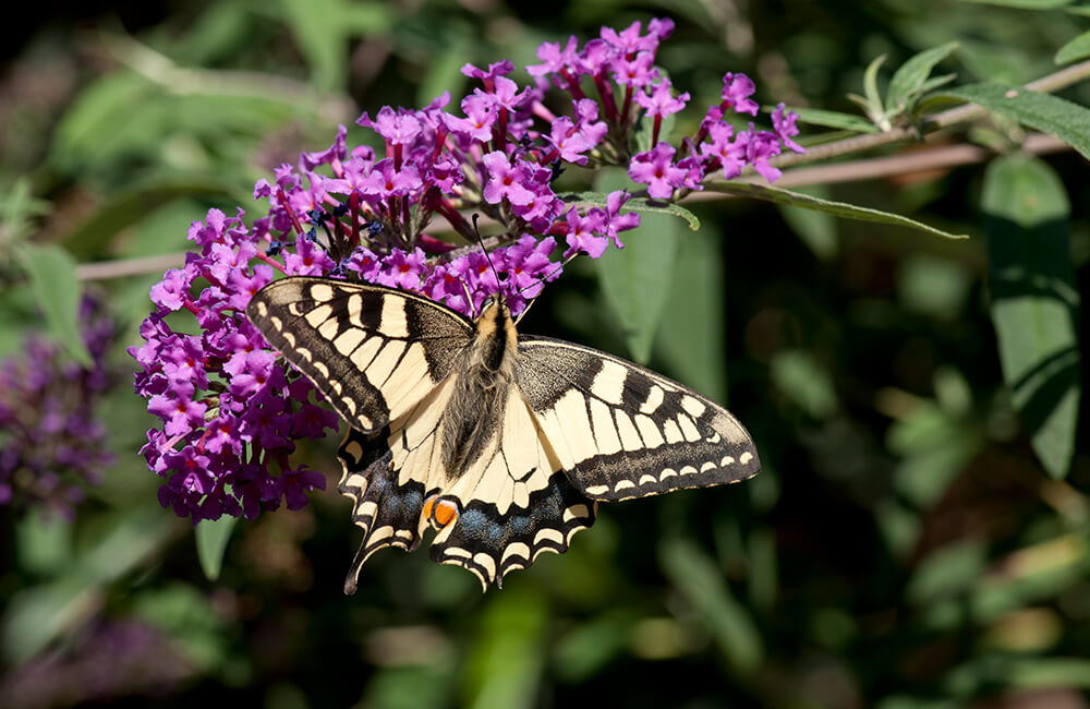 Papilio machaon aka Schwalbenschwanz