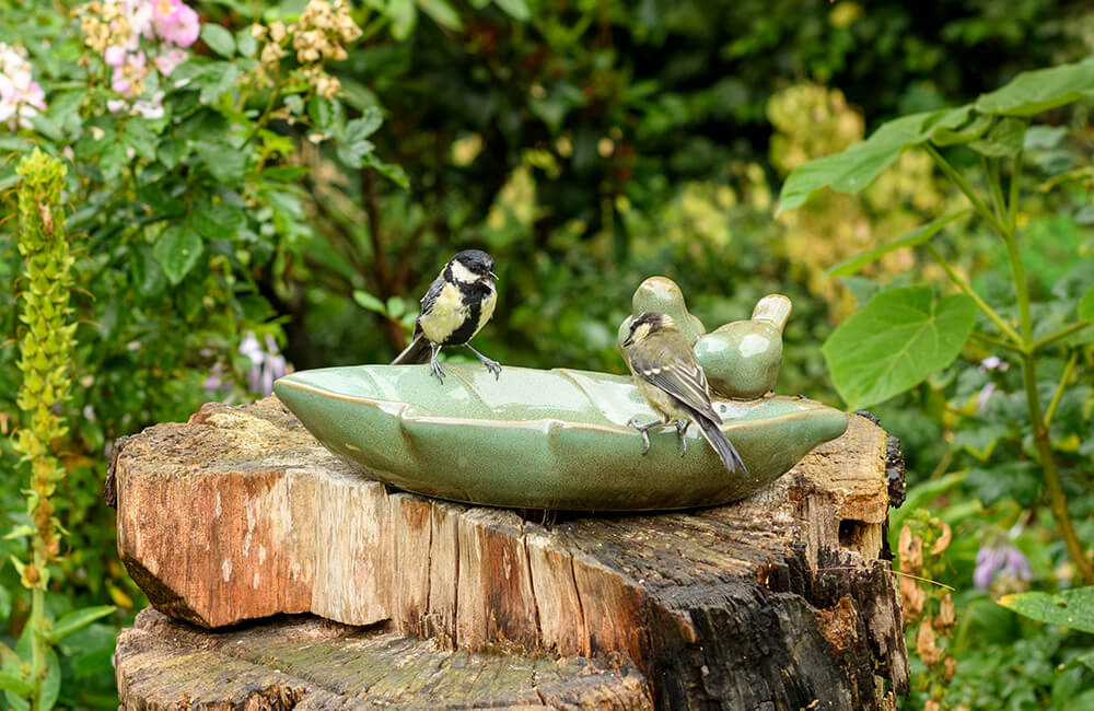 Zwei Kohlmeisen besuchen eine Vogeltränke, umgeben von üppiger Vegetation.