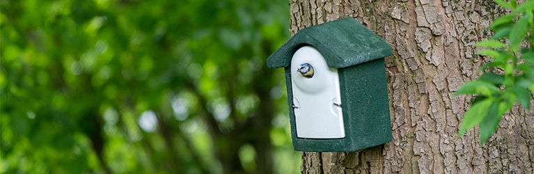 Wann sollte man ein Vogelhaus aufhängen?