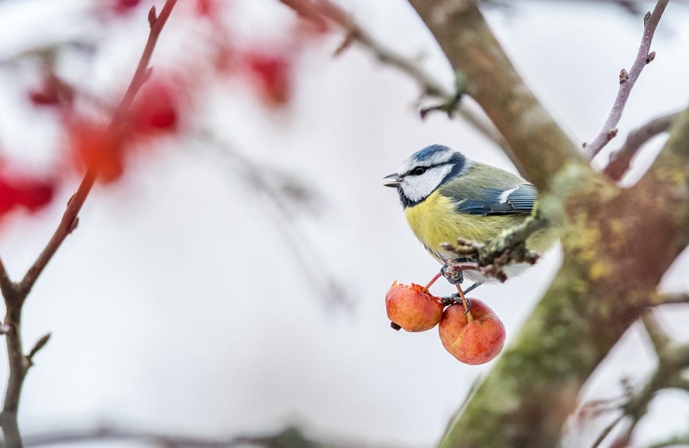 Eine Blaumeise sitzt auf einem Baum.