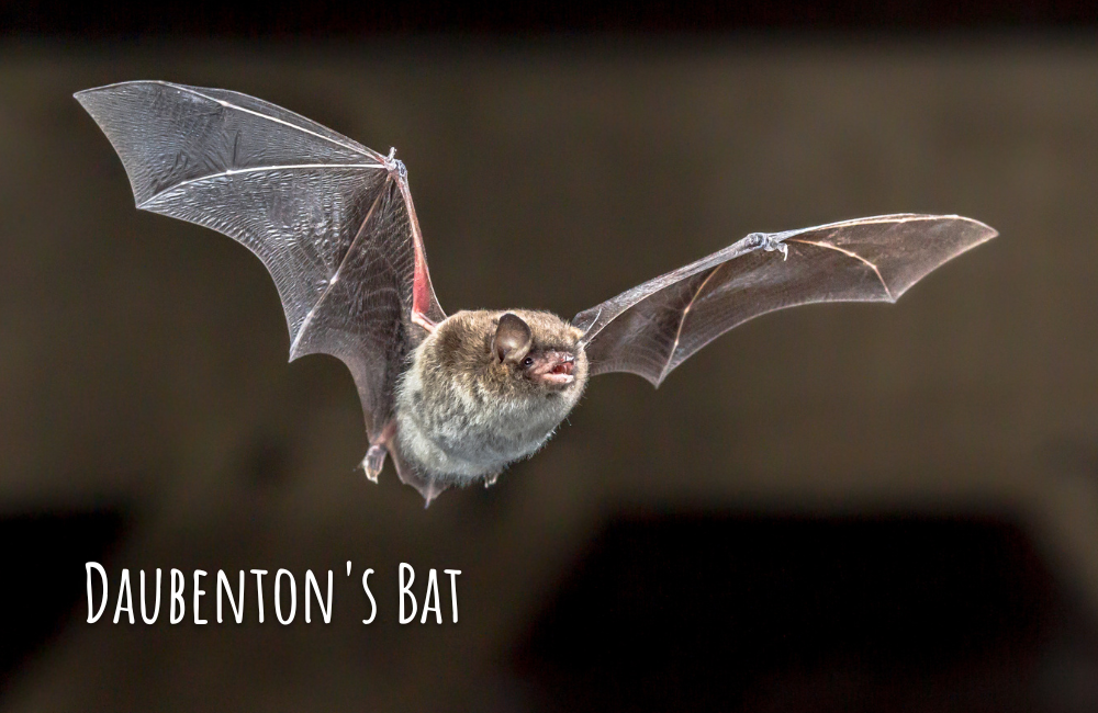 Daubenton-Pergamentflügel-Fledermaus