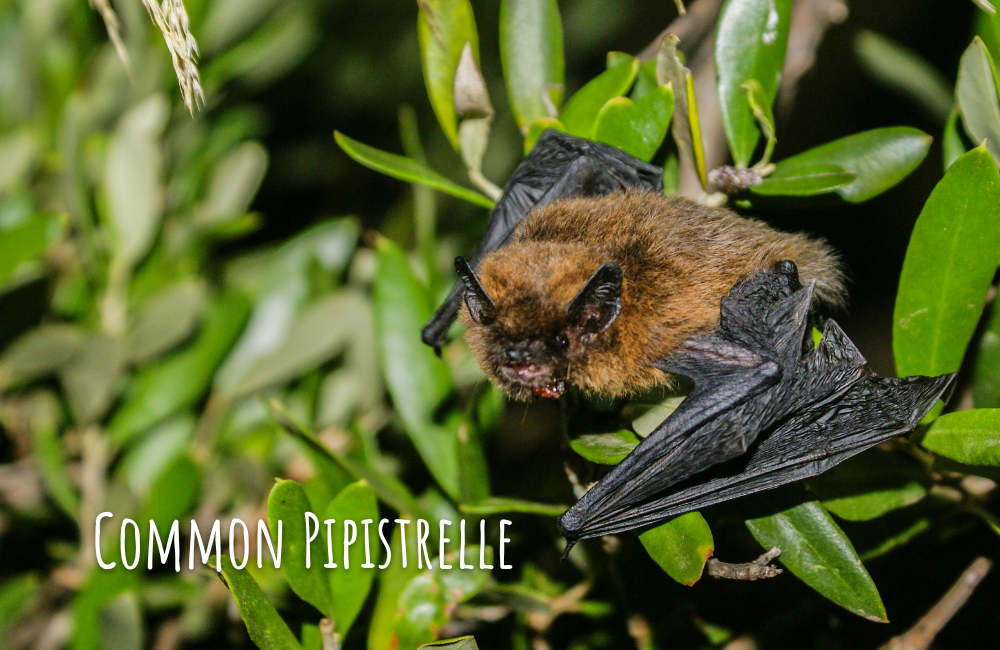 Zwergfledermaus