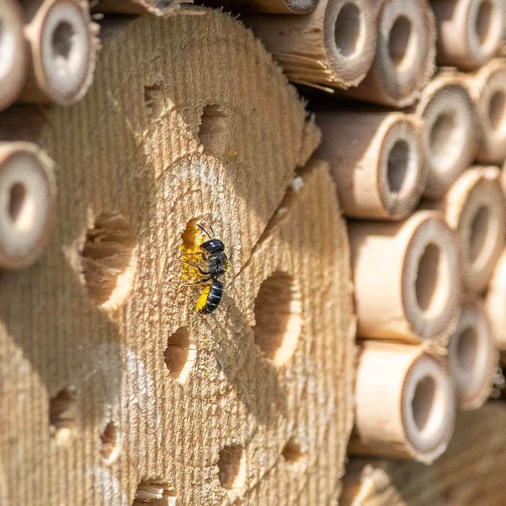 Eine Biene besucht ein hölzernes Insektenhotel.
