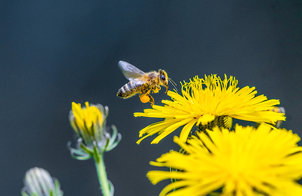 Biene bestäubt eine Blume