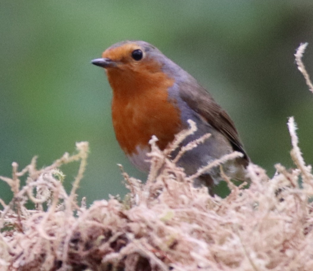 Infographic about different types of nest boxes