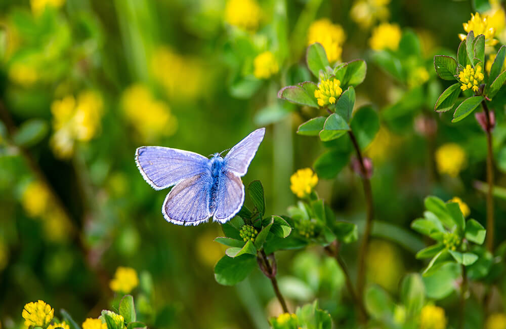 Plebejus argus aka Geißklee-Bläuling