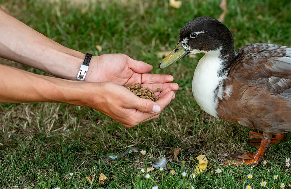 Ein Mensch füttert eine Ente mit speziellem Entenfutter aus seinen Händen.
