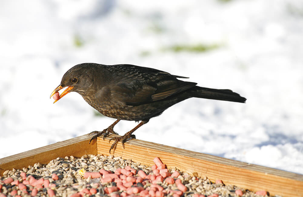 Eine weibliche Amsel pickt etwas von einem Futtertisch im Winter.