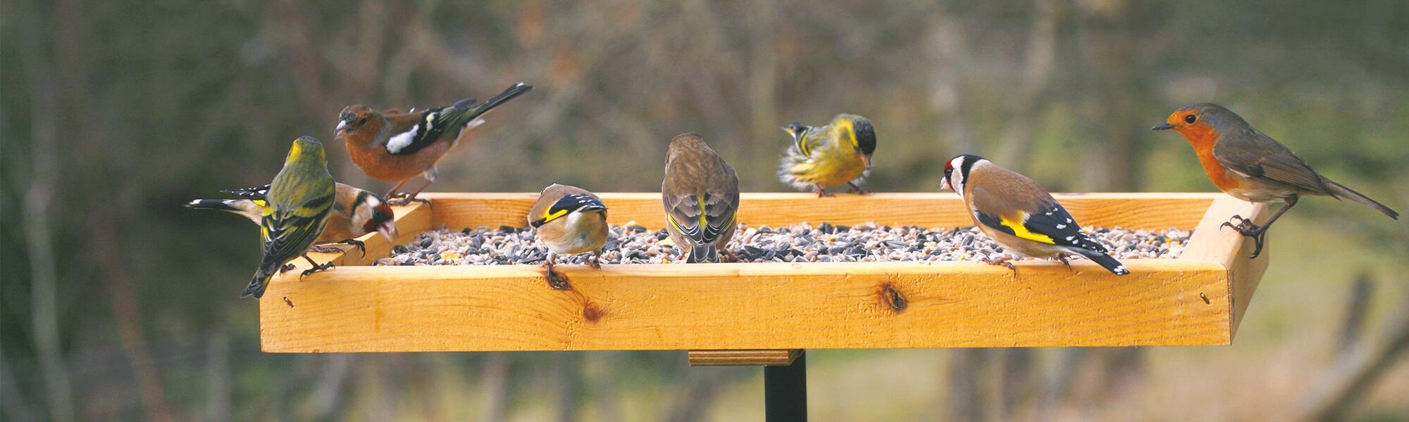 Gr&uuml;nfinken, Stieglitze und ein Rotkehlchen besuchen gemeinsam einen Futtertisch f&uuml;r Gartenv&ouml;gel.