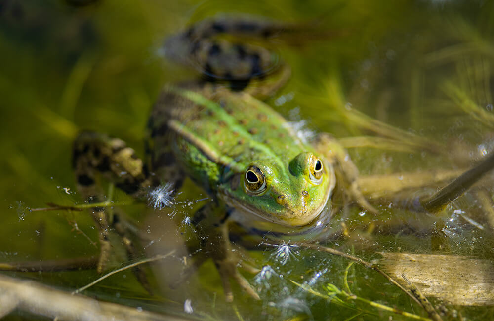 Eine Kröte in einem Teich mit klarem Wasser
