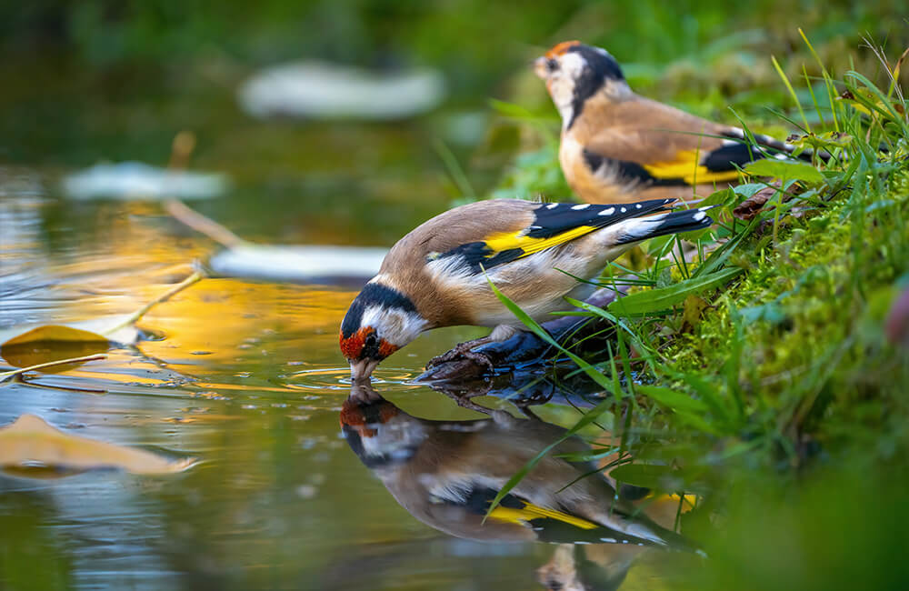 Zwei Stieglitze an einem Teich. Einer von ihnen trinkt und man sieht Blätter auf dem Wasser schwimmen.