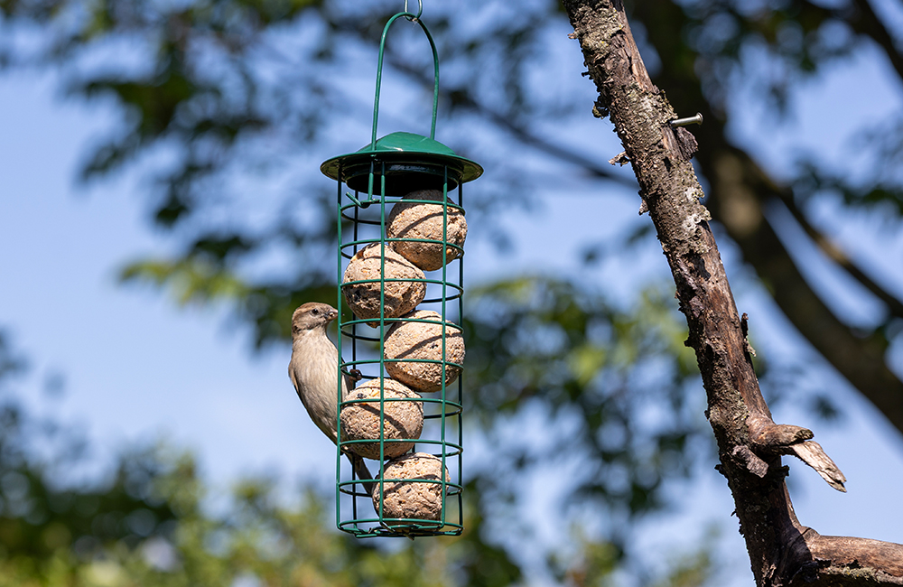 Spatz genie&szlig;t Meisenkn&ouml;del, die in einem Futterhaus an einem Ast befestigt sind.