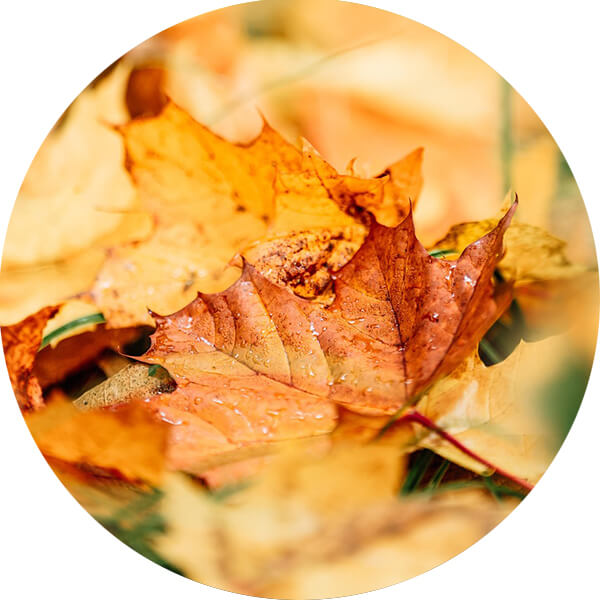 Einige gefallene Bl&auml;tter auf einem Waldboden.