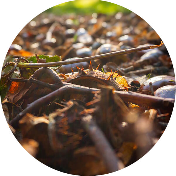 Ein B&uuml;ndel Zweige auf einem Waldboden.