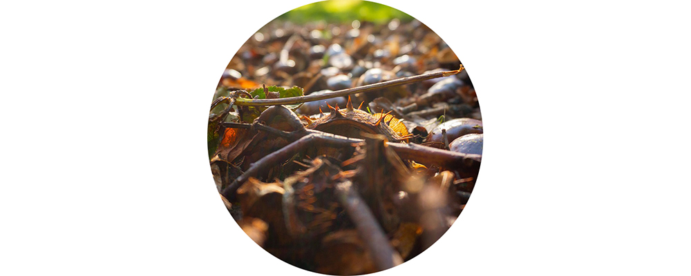 Ein B&uuml;ndel Zweige auf einem Waldboden.