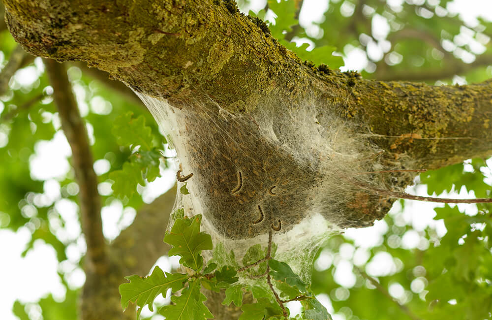 Ein gro&szlig;er Knuddel an Larven des Eichen-Prozessionsspinners an einem Baumast