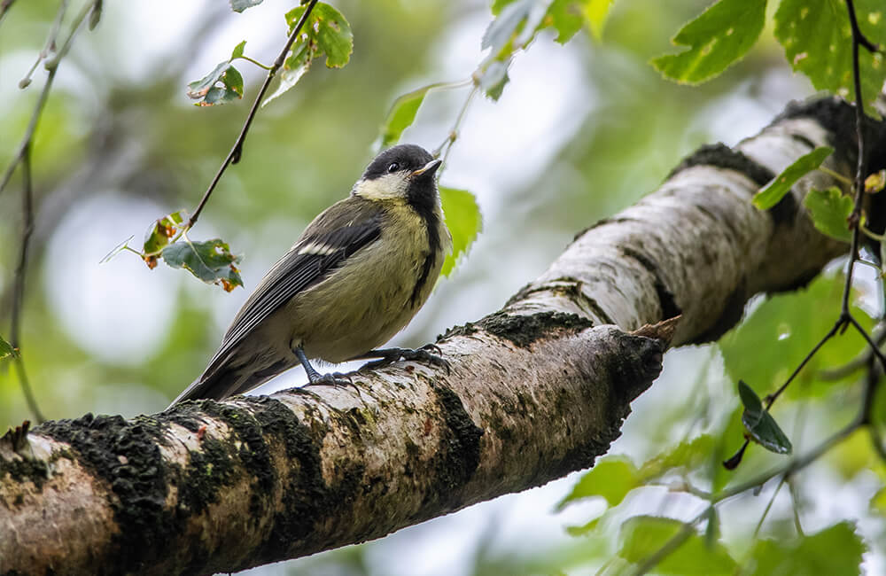 Eine Kohlmeise sitzt auf einem Ast und schaut in die Luft.