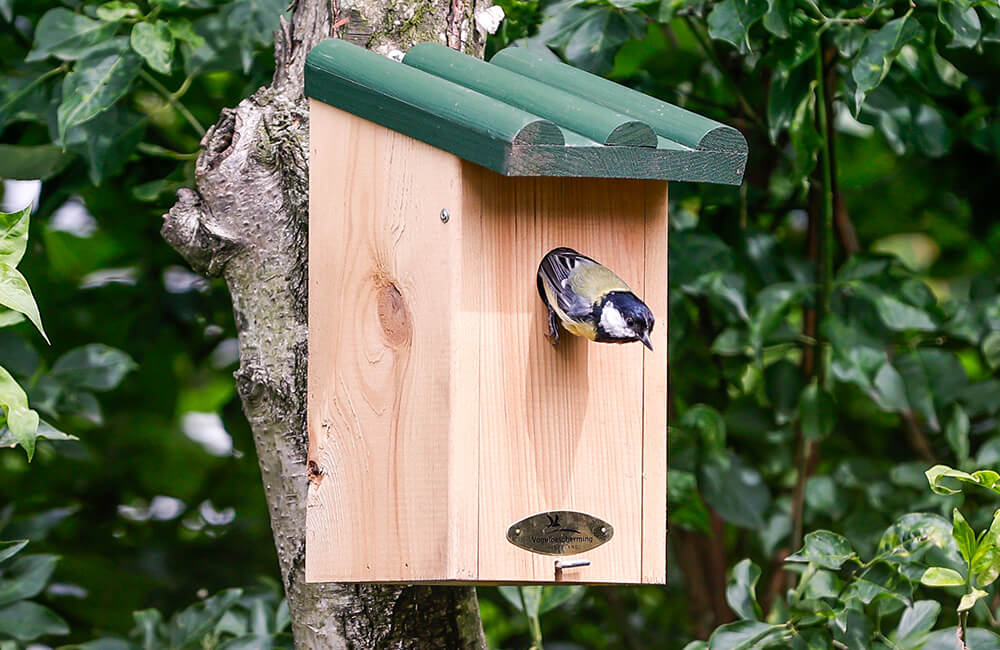 Kohlmeise fliegt aus einem Nistkasten aus