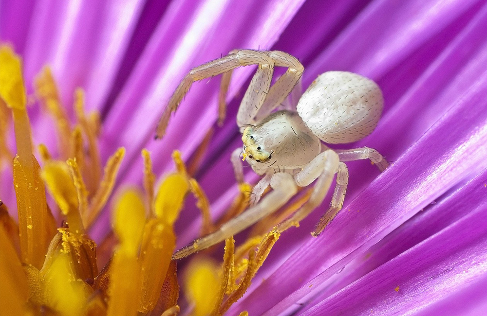 Eine weiße Spinne sitzt in einer Blüte.