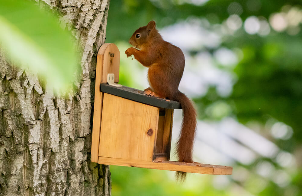 Ein Eichh&ouml;rnchen frisst N&uuml;sse aus einem Futterautomat, der hoch an einem Baum befestigt ist.