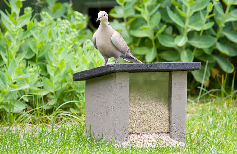 Eine Turteltaube (Streptopelia decaocto) sitzt auf einem stabilen Vogelfutterhäuschen auf dem Boden in einem Garten.
