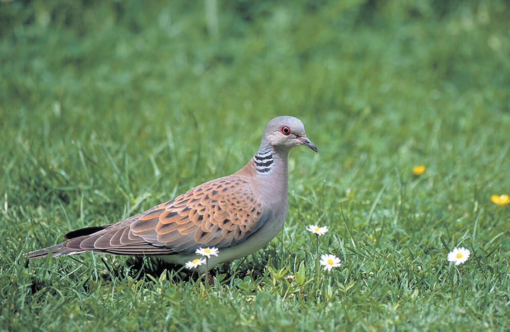 Eine Türkentaube (Streptopelia turtur) läuft auf dem Rasen in einem Garten.