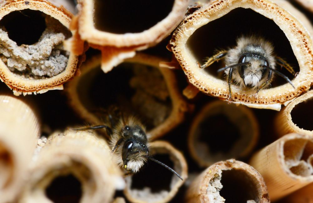 Verschiedene Solitärbienen bringen Nektar und Füllmaterial in Röhren eines Bienenhotels.