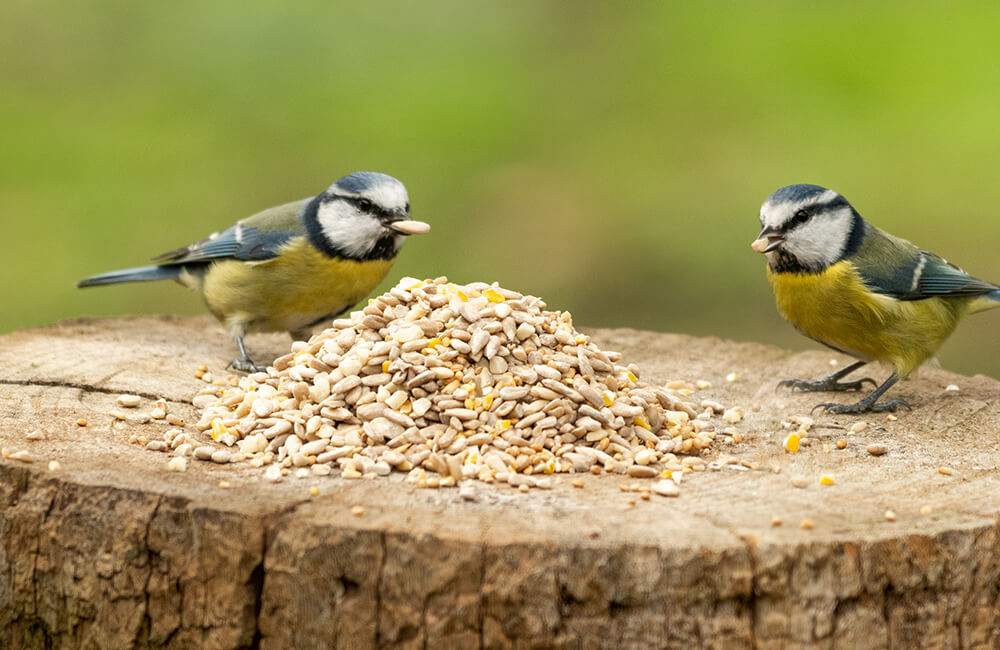 Zwei Blaumeisen genie&szlig;en Samen von einem Baumstamm.