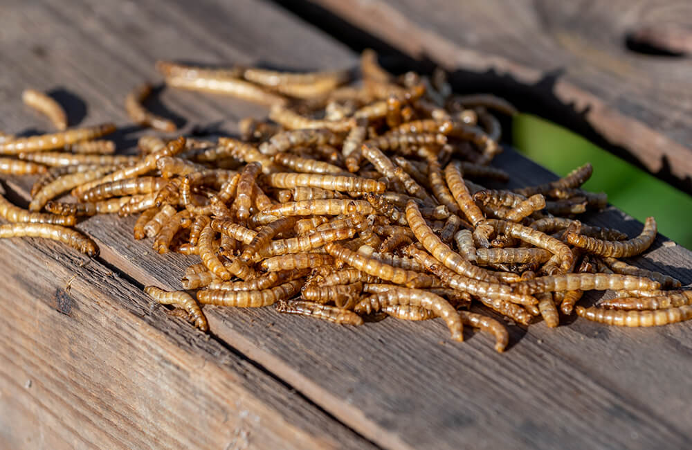 Getrocknete Mehlw&uuml;rmer f&uuml;r Gartenv&ouml;gel.