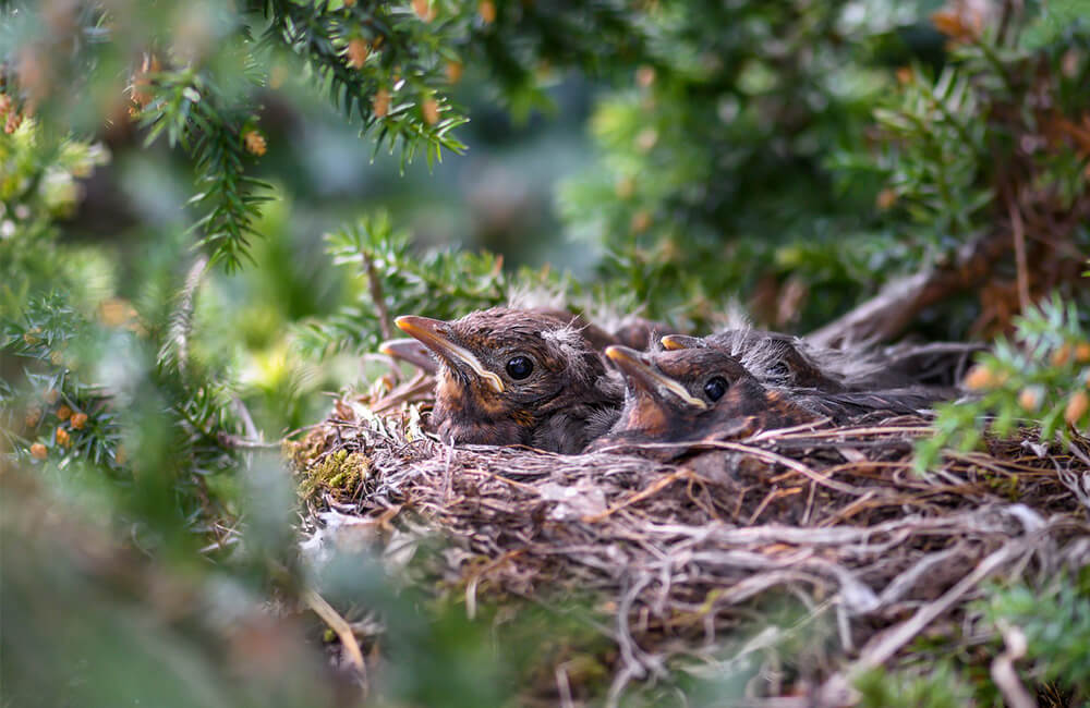 Ein Vogelnest in einer Hecke mit jungen Küken
