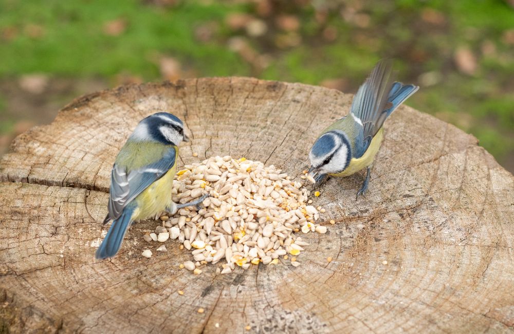 Zwei Blaumeisen fressen Vogelsamen von einem Baumstamm.