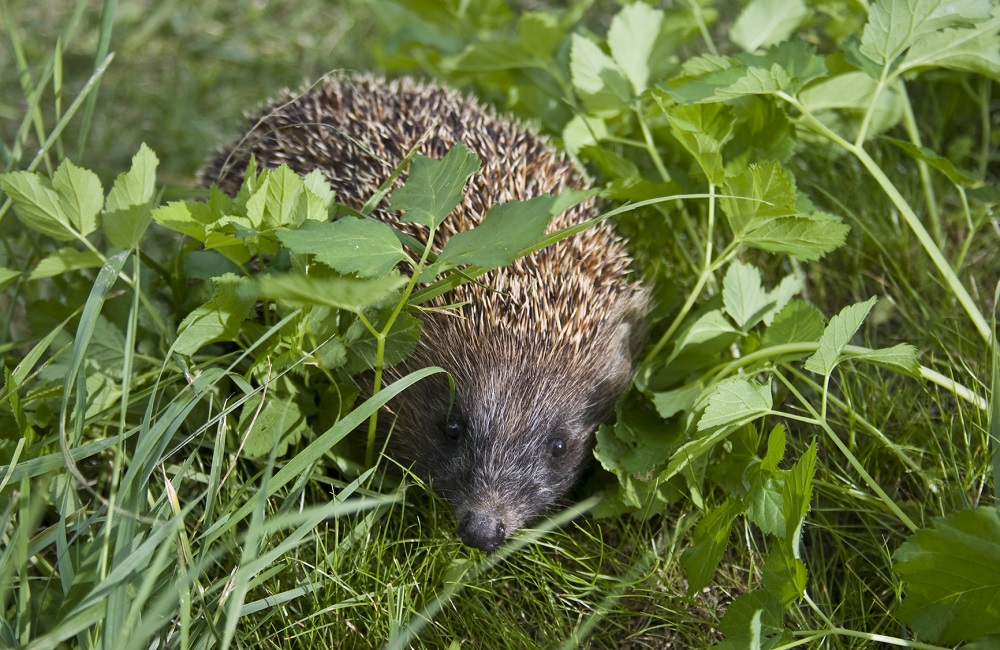 Ein Igel, der auf einer Wiese läuft